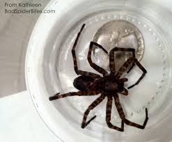 Users that searched for black spider with white dot on back. Wolf Spider Kentucky Spider Identification
