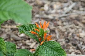 Image result for Justicia spicigera