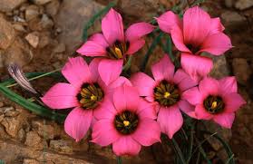 Image result for Romulea camerooniana