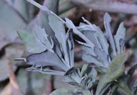 Image result for Kleinia fulgens