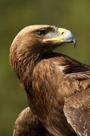 Rare Bird Nick Dale Photography Eagle Images Golden Eagle Eagle