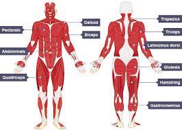 There are around 650 skeletal muscles within the typical human body. The Muscular System Efmurgi