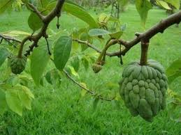 This means that they're going to be a few important differences between this create and or standard apple tree. How To Grow A Cherimoya Tree From Seeds Hunker Cherimoya Fruit Plants Fruit Trees