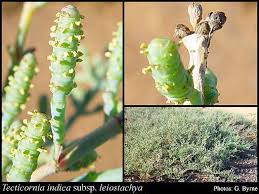 Image result for Halosarcia indica