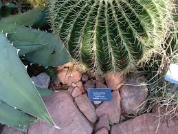 Femeninos, cómodos para el pie, buena base. Chanclas De Cactus Para La Suegra Los Cactus Se Pueden Encontrar En Muchisimas Especies No Solo Las Mas Conocidas Con Pinchos Sino Tambien Otras Que Florecen De Manera Espectacular Y Dejan
