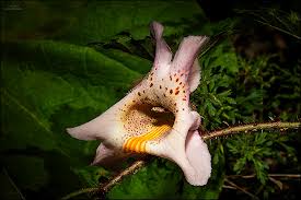 Image result for Rytidosperma davyi