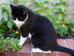 We tested a range of felt backing on the scratcher keeps it from rubbing. Ways To Keep Cats Out Of Your Yard Or Garden