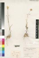 Image result for Chloris roxburghiana