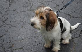 Petit Basset Griffon Vendeen Hairy Dog Hound Puppies Dogs