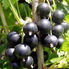 Image result for jostaberry