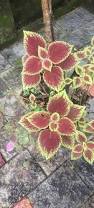 Image result for Coleus cucullatus