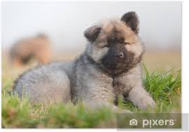 Characteristics, history, care tips, and the eurasier is a relatively new breed developed in germany in the 1960s and 1970s specifically to be an. Poster Eurasier Welpe Pixers Wir Leben Um Zu Verandern
