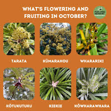 Image result for Cladostemon kirkii