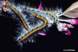 Then click on any search button. Is It A Gypsy Moth Gypsy Moth In Wisconsin