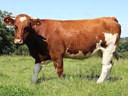 Maine Anjou Breed Maine Anjou Verband Deutschland E V