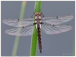 Black And Blue Widow Skimmer Dragonfly Stripe Winged Baskettail Dragonfly Strekoza Babka Epitheca Costalis Macro And Close Up Photography Dragonfly Dragonfly Insect Colorful Dragonfly