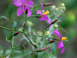 Image result for Chironia