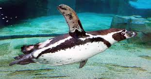 The fashion brand original penguin launches its first fragrance in 2011, although it has been around since the 1950s. Tag Der Pinguine In Den Usa Penguin Awareness Day 20 Januar