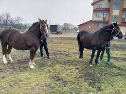 Imobiliare.ro este portalul în care vei găsi cele mai multe anunţuri imobiliare din suceava, venite atât de la agenţiile imobiliare, dezvoltatori, dar. Cai De Vanzare 5 Bucati 3 Iepe 2 Armasari