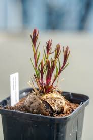 Image result for Aeollanthus subacaulis