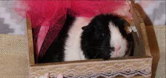 Maybe you would like to learn more about one of these? Exotic Pet Care Guinea Pigs Lubbock Tx