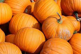 3 caring for the pumpkin plants. Growing Pumpkins How To Plant Grow And Harvest Pumpkins The Old Farmer S Almanac