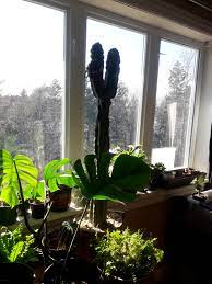 The earliest known use comes from a stone this is believed to protect them from harmful powers. How Often Do You Guys Water Your San Pedro For Maximum Growth Mine Seems To Be Growing Very Slowly Sanpedrocactus