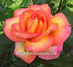 May 17, 2021 · featuring andrea bocelli, anna netrebko, vienna philharmonic, joyce didonato, aleksandra kurzak and roberto alagna, mick fleetwood and friends celebrating the legacy of peter green and more this. Roberto Alagna Nirp