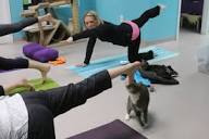 Cat yoga: The mewest exercise trend | CNN