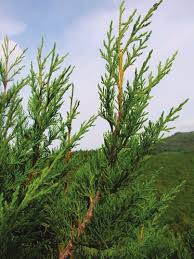 Image result for Juniperus procera