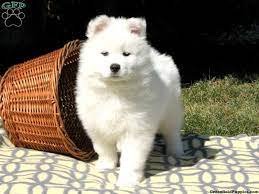 To be included on this site, breeders must have an active website. Samoyed Puppies For Sale Greenfield Puppies