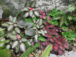 Image result for episcia