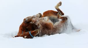 Wann wird in deutschland die herdenimmunität erreicht? Pferde Im Winter So Kommt Das Pferd Gesund Durchs Jahr