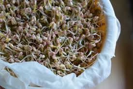 How to store your groceries ? How To Grow Mung Bean Sprouts Viet World Kitchen