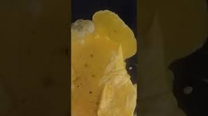 Image result for can Lapointe rev 12 Holy Grail