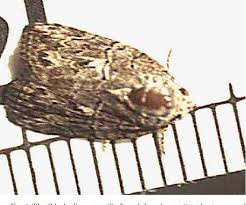 Pest control services in port st lucie & stuart fl. Pdf Observations On Some Insect Pests Of Woody Ornamentals Black Olive Caterpillar Geiger Tree Tortoise Beetle And Cycad Aulacaspis Scale In Naples Florida Semantic Scholar