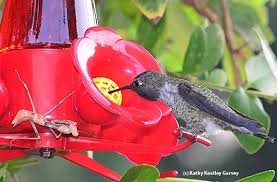 Refined white sugar and water. What You May Not Know About Hummingbirds Bug Squad Anr Blogs