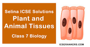 Maybe you would like to learn more about one of these? Selina Chapter 1 Plant And Animal Tissue Questions Answers Class 7 Biology
