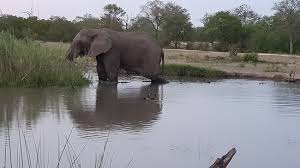 95.181.47.206 or mail.kruger42.ru is an ipv4 address owned by goodline.info and located in kemerovo, russia (see map). Unit Khutso Lapeng Kruger Park Lodge Hazyview For Bookings Contact Bronwyn On Tel 27825614948 Mail Bronnievandyk Gmail Com Khutso Lapeng Is A 8 Sleeper In A Popular Golf Estate Kruger Park Lodge Just