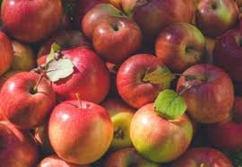 View the apple pollination chart Tips Information About Apples Gardening Know How