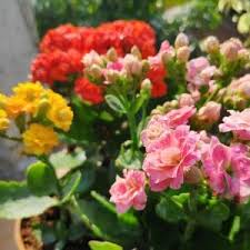So we started the process of finding the perfect pots for our plants—and for you. Buy Plants Online In Kolkata At Lowest Price Nestreeo Com