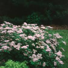 Image result for Spiraea x bumalda ´Crispa