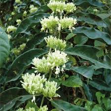 Image result for Strephonema sericeum