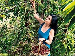 | meaning, pronunciation, translations and examples. Cherries Are In Season Here S How To Enjoy Them Times Of India