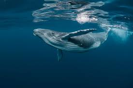 Adapted by nina lisowski from jefferson, t.a., webber, m.a. 10 Fascinating Facts About Humpback Whales Discover Wildlife