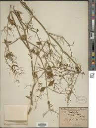 Image result for Dicliptera paniculata