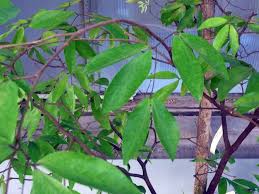 Image result for Cynometra alexandri