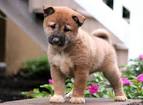 Shiba Inu Puppies for Sale in Arkansas | Fancywood Farms