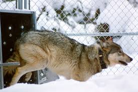 In yellowstone, average pack size is 10 individuals. A Look At Colorado S Preliminary Plan To Reintroduce Gray Wolves