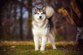 Most alaskan dog breeds have very similar features. 4 Best Alaskan Dog Breeds